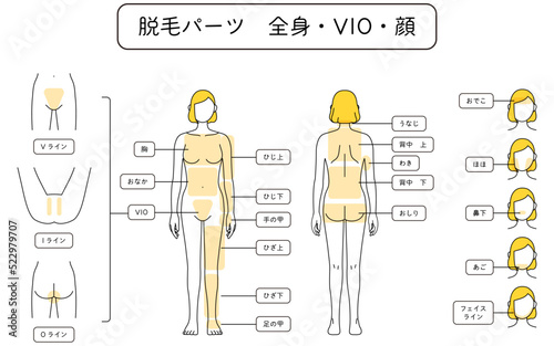 女性の脱毛イラスト　全身・VIO・顔