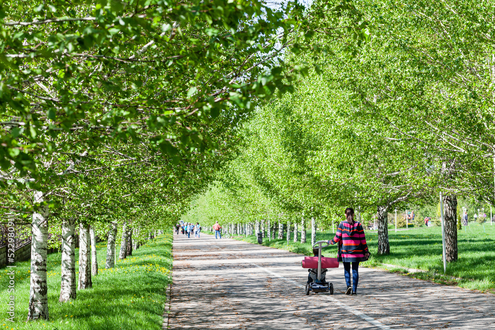 Walk in the park of the first president of Kazakhstan. Birch alley