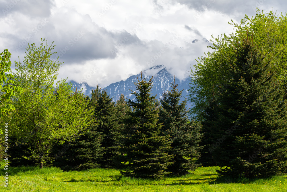 Tien Shan firs against the backdrop of high mountains covered with thick clouds Tien Shan firs against the backdrop of high mountains covered with thick clouds