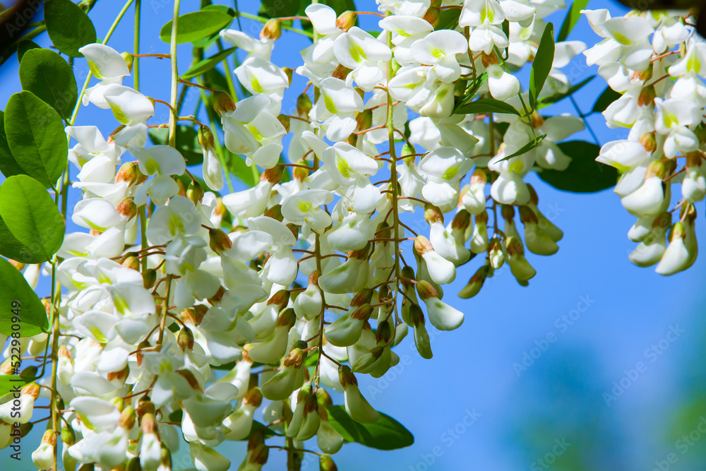 spring tree flowers against the blue sky, Asia