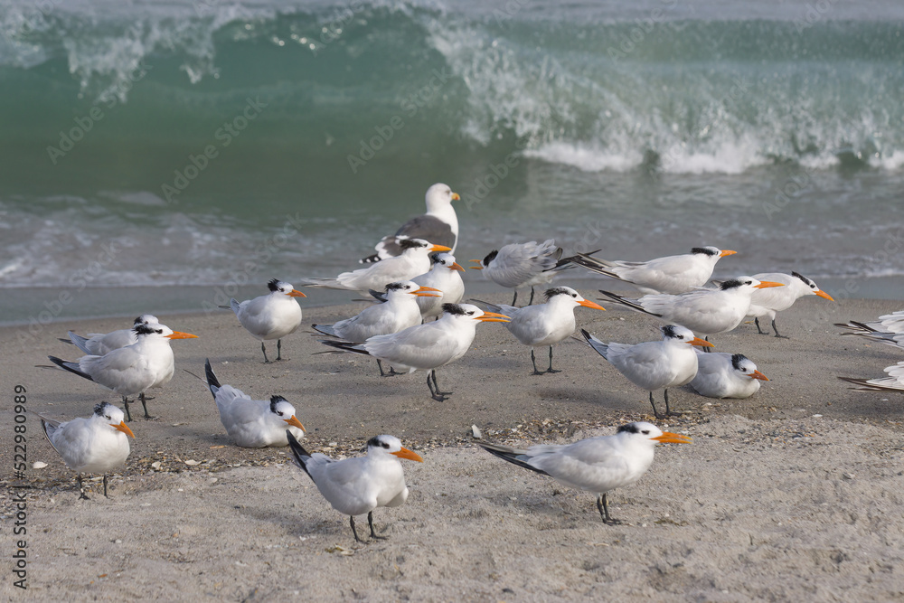 Fototapeta premium A winter day at the beach at Indialantic Florida