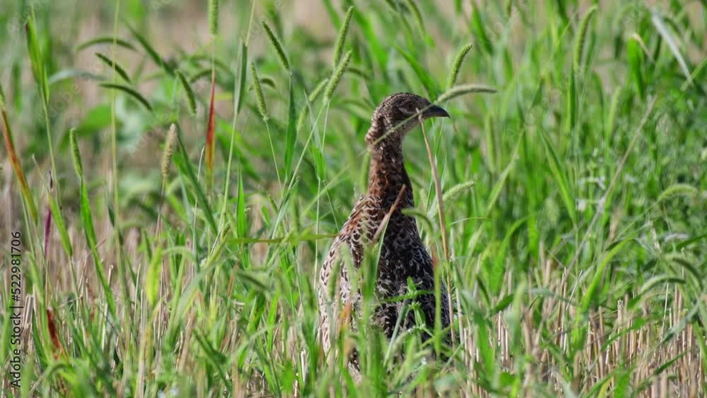 Pheasant Phasianus colchicus in the wild. Close up. The bird is hiding in the grass. Pheasant Phasianus colchicus in the wild. Close up. The bird is hiding in the grass.