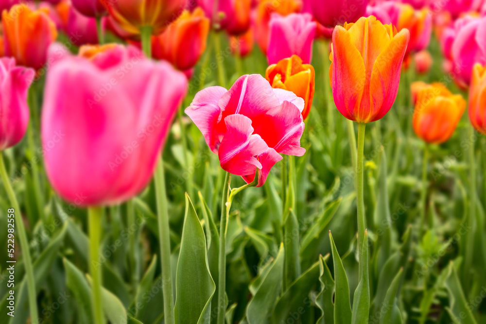 Colorful tulips on a tulip field in spring time, selective focus