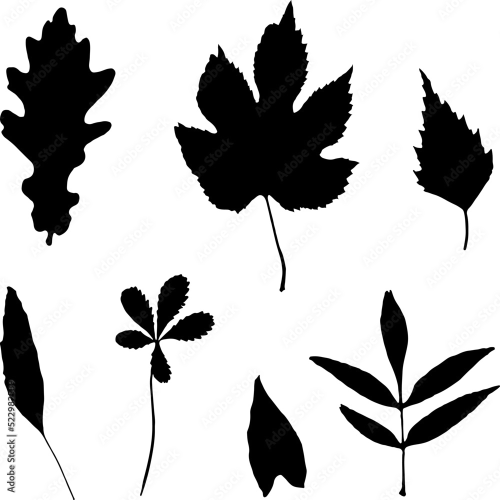 Set of silhouettes of leaves, herbs isolated on white background. Hand drawn decorative botanical elements. Vector eps-10