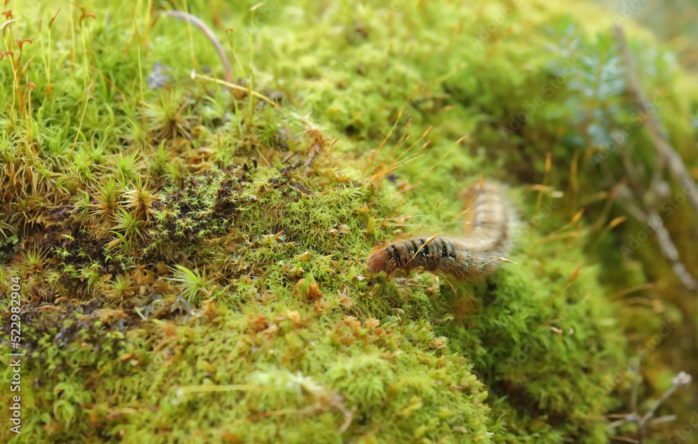 Closeup of an oak eggar moth larva, Lasiocampa quercus, with its characteristic hairy appearance near Davos, Switzerland