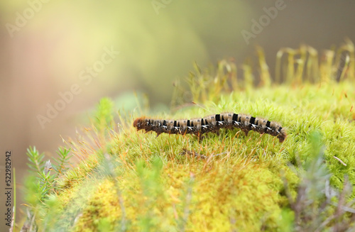 Closeup of an oak eggar moth larva, Lasiocampa quercus, with its characteristic hairy appearance near Davos, Switzerland photo