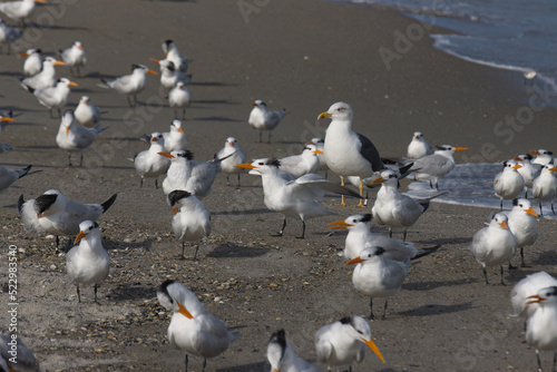 Warm winter day on Indialantic Florida beach with seabirds. © L. Paul Mann