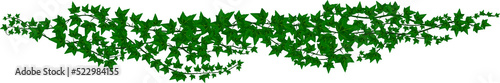 Green climbing ivy creeper branch hedera vine icon