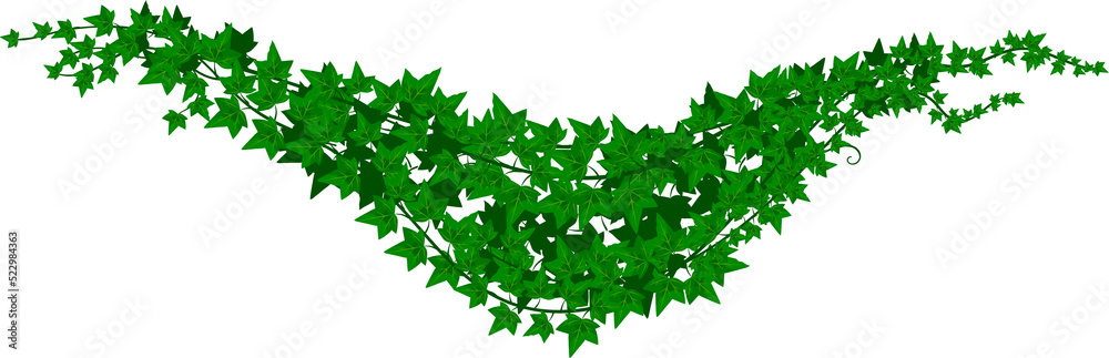 Hedera, green isolated ivy lianas creeping branch