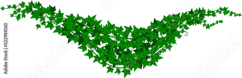 Fotografie Hedera, green isolated ivy lianas creeping branch