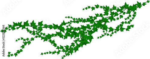 Green climbing liana isolated ivy creeper branch