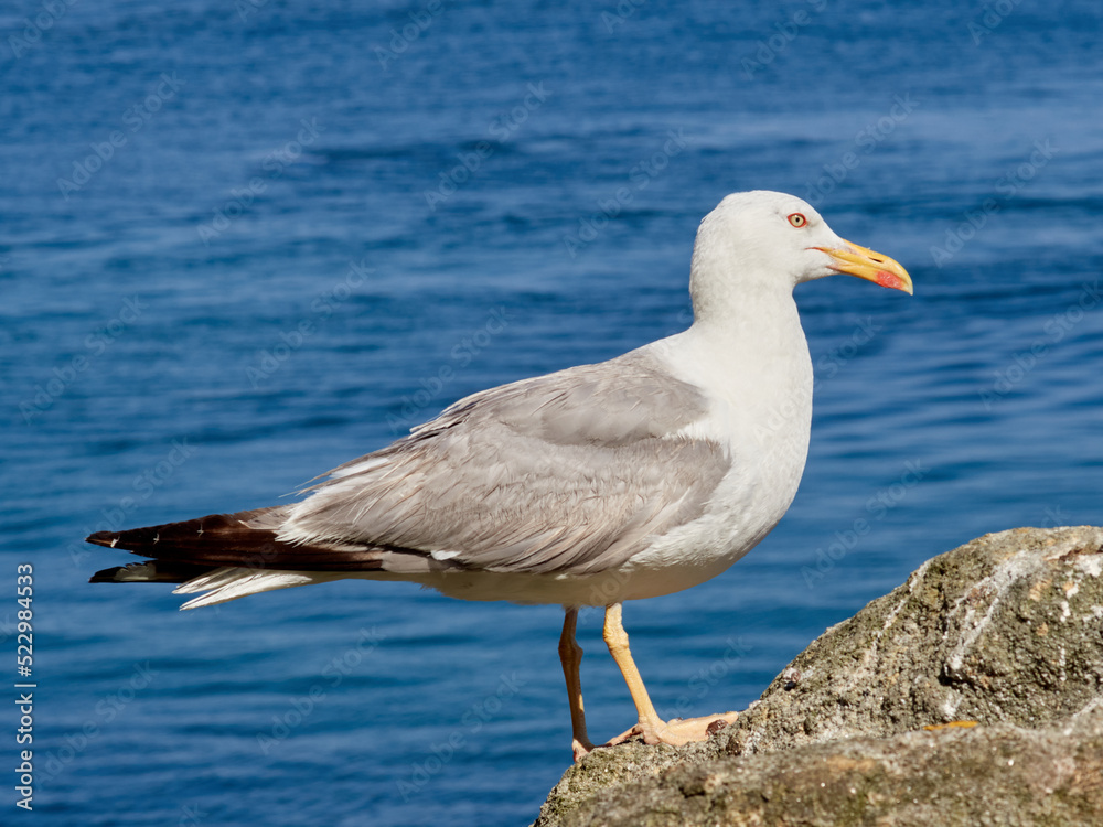 Yellow Legged Gull. Larus michahellis Yellow Legged Gull. Larus michahellis