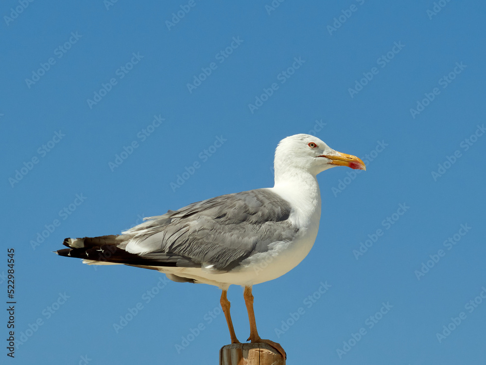Obraz premium Yellow Legged Gull. Larus michahellis 