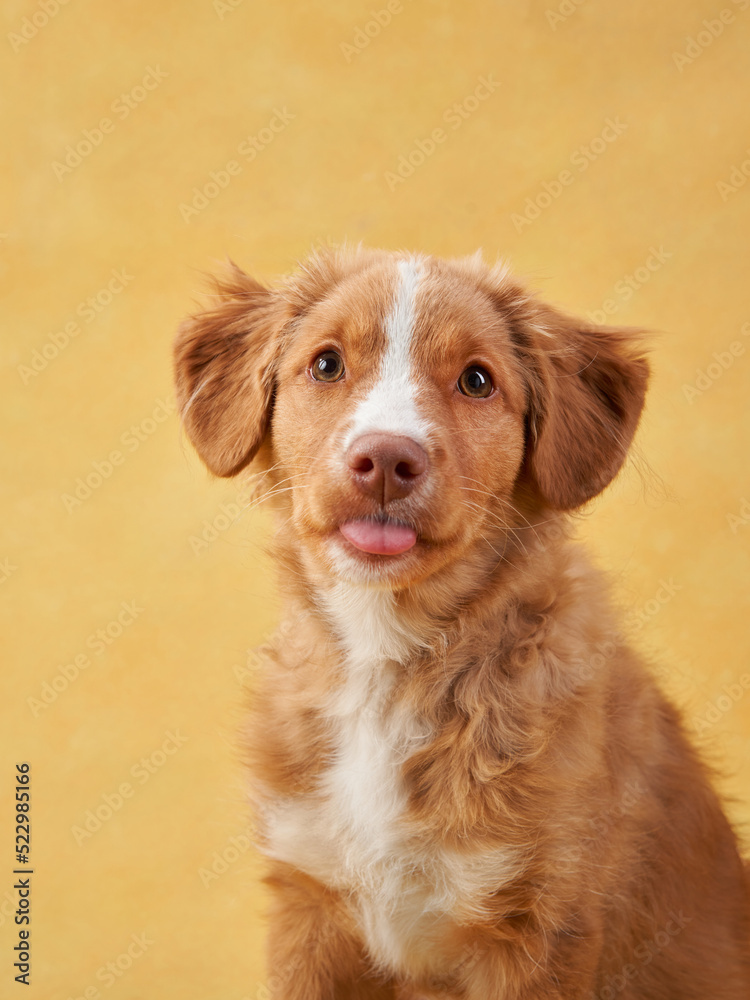 Nova Scotia duck retriever puppy on yellow background. Charming Dog in the studio. funny toller stuck out his tongue