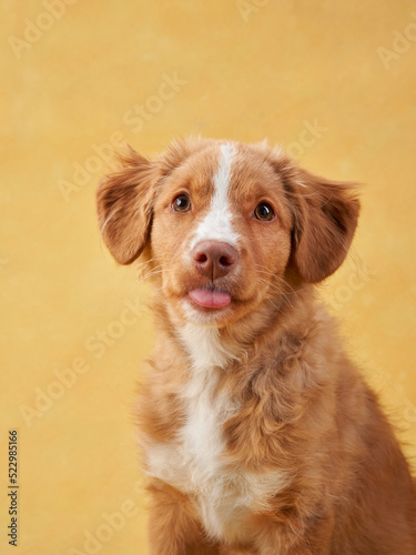 Nova Scotia duck retriever puppy on yellow background. Charming Dog in the studio. funny toller stuck out his tongue