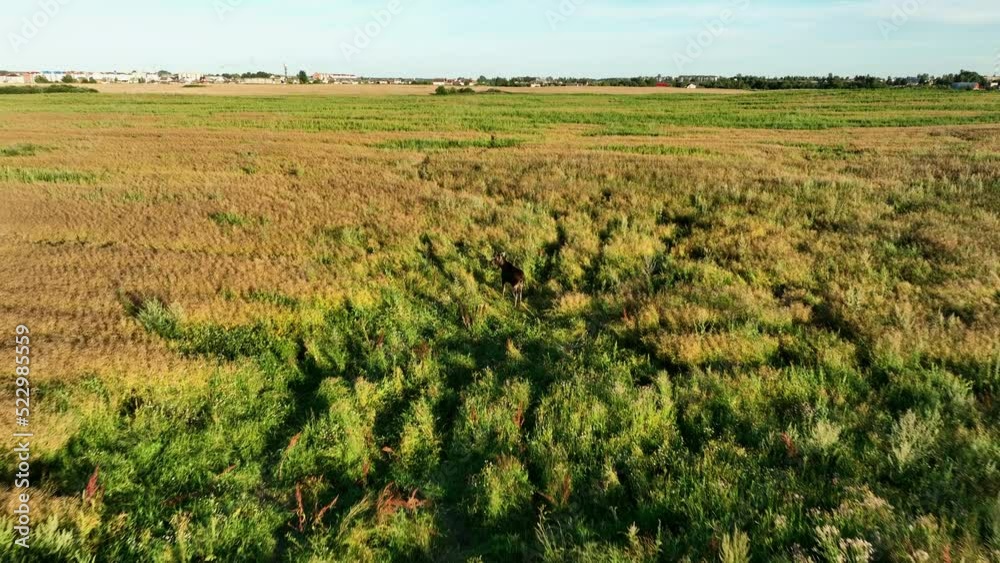 Elk in field, aerial view. Wild elk animals in autumn in the rural field. Family of wild animals - moose, drone view. Hunting on Elk or moose. Search elks and wild animals from a drone while hunting. Elk in field, aerial view. Wild elk animals in autumn in the rural field. Family of wild animals - moose, drone view. Hunting on Elk or moose. Search elks and wild animals from a drone while hunting.