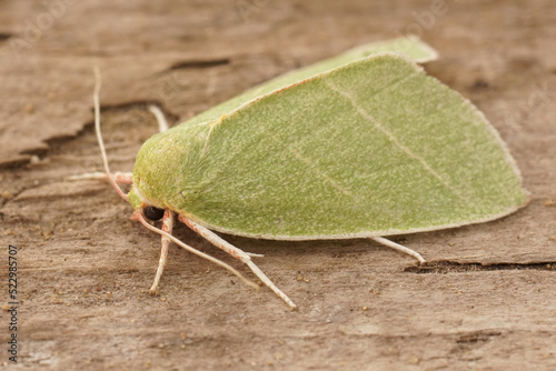 Closeup on a colorful green Scarce silver lines moth, Bena bicolorana sitting on a piece of wood photo