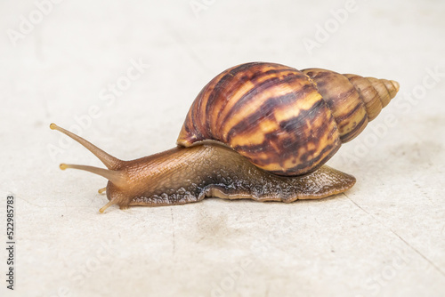 big helix snail on concrete floor close up