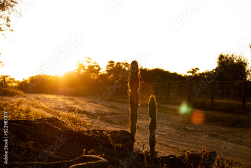Fototapeta Naklejka Na Ścianę i Meble -  Por do Sol / Sunset