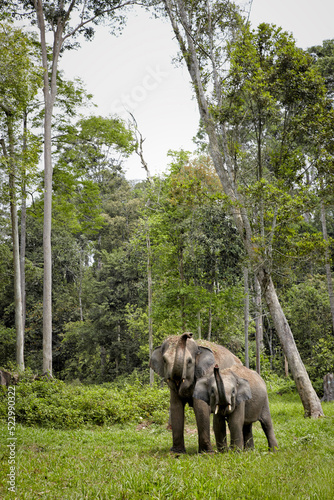 Canvas Print elephant in the forest