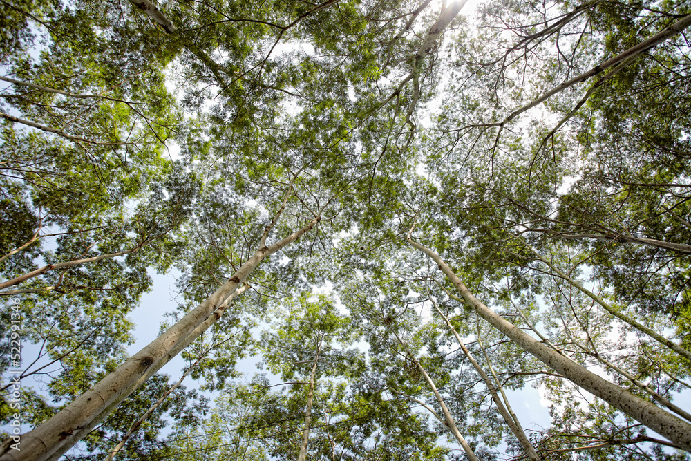 tree in the forest tree in the forest