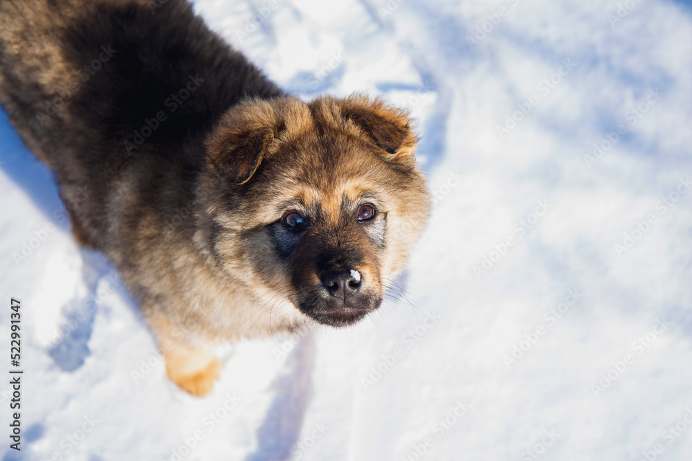 cute little puppy standing in the snow and looking at the camera cute little puppy standing in the snow and looking at the camera