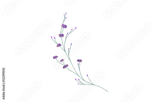 Painted Watercolor Flower isolated on white background  soft colorful style for using to artwork