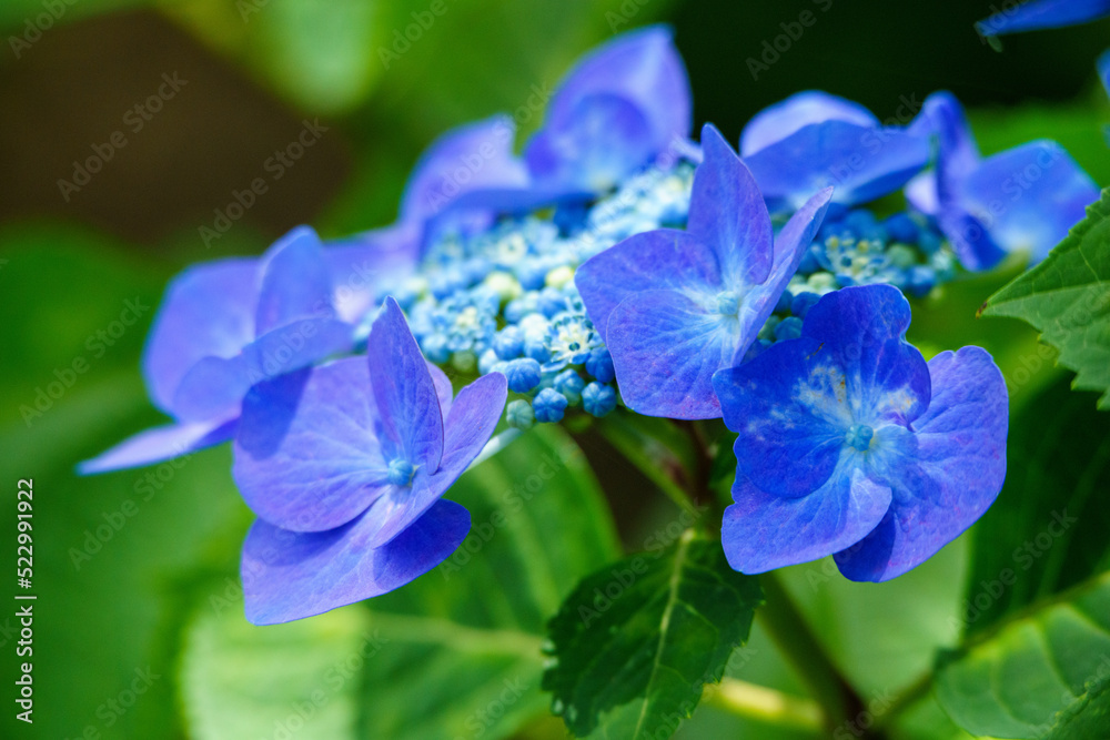 全長寺の花々 全長寺の花々