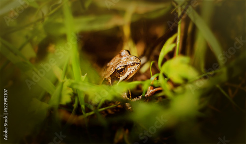 A beautiful cute brown frog with yellow eyes hid in the green grass on a summer day. A frog in the wild. Cold-blooded animals.