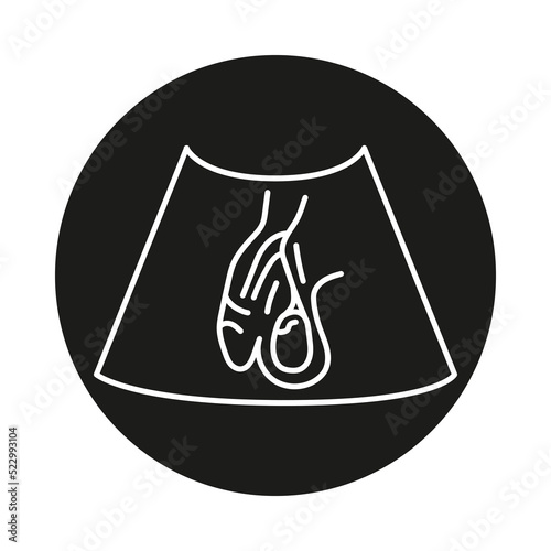 Ultrasound male reproductive system color line illustration