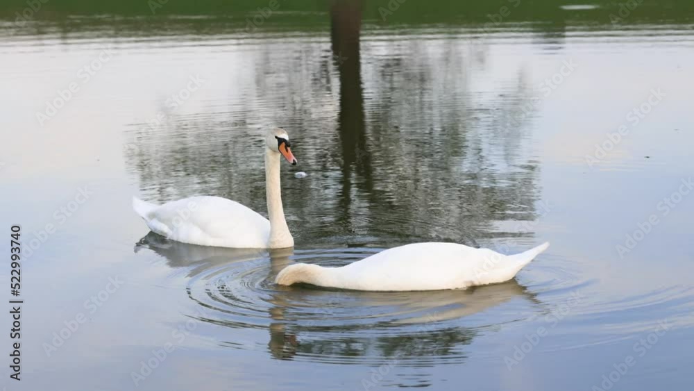 A couple of swans eating on a calm lake reflection making ripples A couple of swans eating on a calm lake reflection making ripples