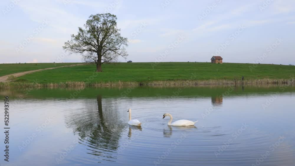 Two white swans eating on a calm lake making ripples in green landscape, wide shot Two white swans eating on a calm lake making ripples in green landscape, wide shot