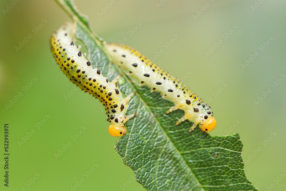 Extreme close up of two late instar larvae of Erythrina moths (Agathodes designalis Guene), feeding on a leaf of a rose bush