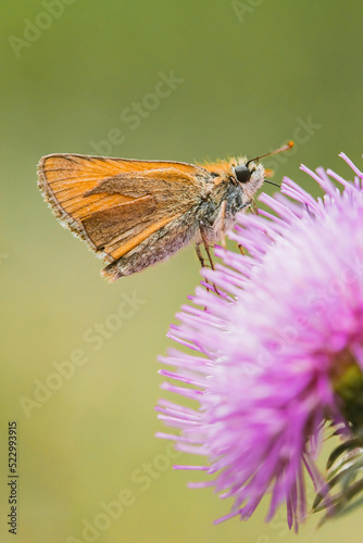 Small butterfly on a pink flower. Green background
