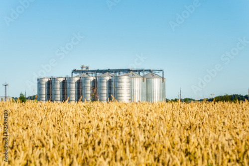 Grain storage silos system golden wheat field under a summer blue clear sky.