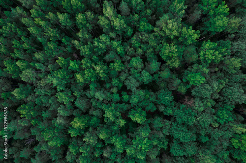 Top view of the tree crowns. The green canvas is a view from a quadrocopter. Aerial photography of the forest.