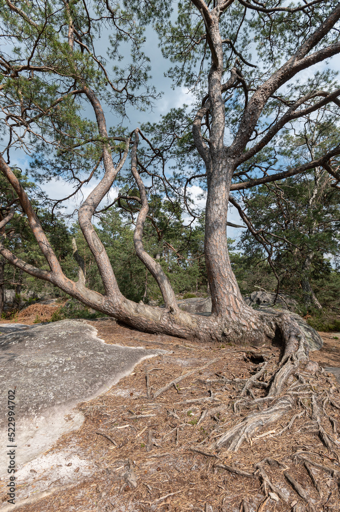 Pinus uncinata - Bog pine - Pin à crochets - Pin de Briançon, Promenade des Gorges de Franchard