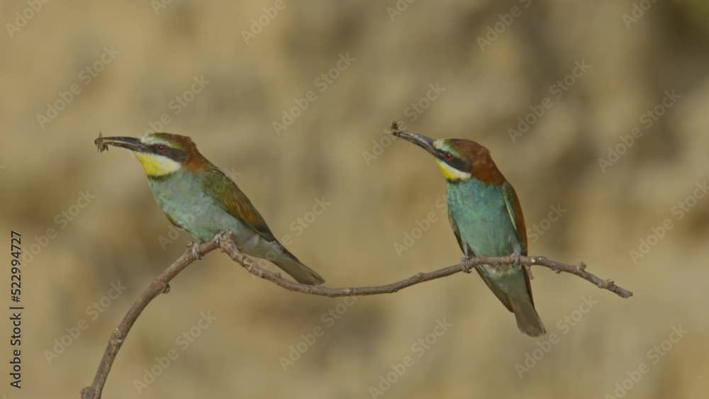 Pair of European bee-eater (Merops apiaster) perching on a branch . Pair of European bee-eater (Merops apiaster) perching on a branch .