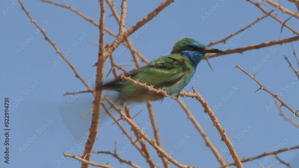 Little Green Bee-eater or Arabian green bee-eater (Merops cyanophrys) perching on a branch and leaps to catch a bee Little Green Bee-eater or Arabian green bee-eater (Merops cyanophrys) perching on a branch and leaps to catch a bee