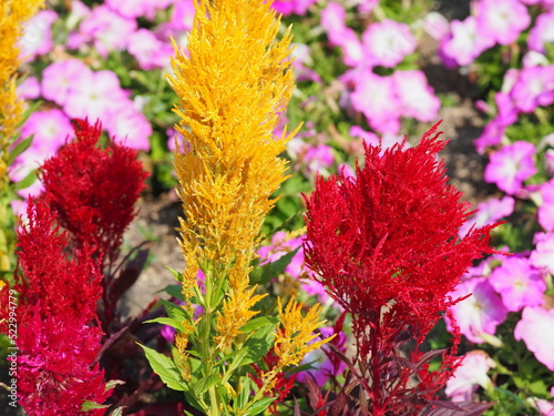 ケイトウの花のクローズアップ photo