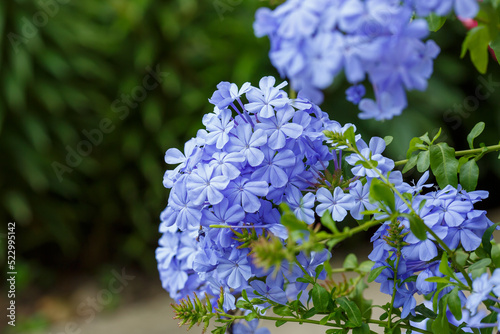 Cape pig or Plumbago auriculata ( lat. Plumbago auriculata ) is a flowering plant , an evergreen shrub photo