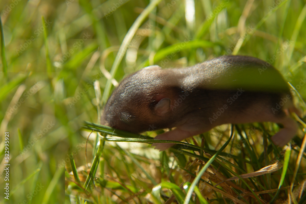 Fototapeta premium A newborn hamster crawls on the grass. Hamsters on the lawn. 
