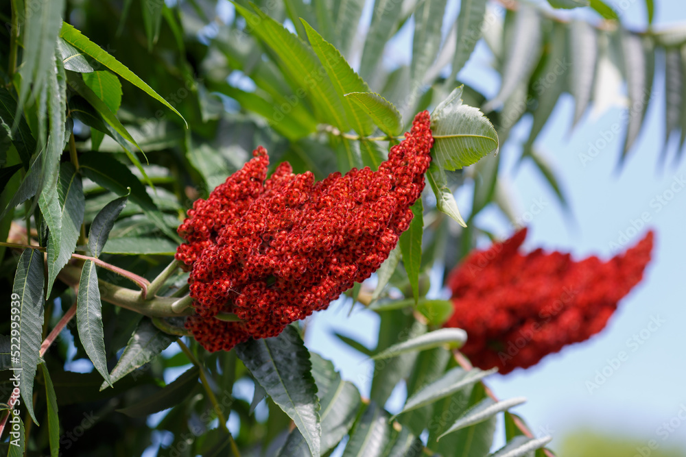 Deerhorned sumac, or Fluffy sumac, Acetic tree, shorthaired sumac