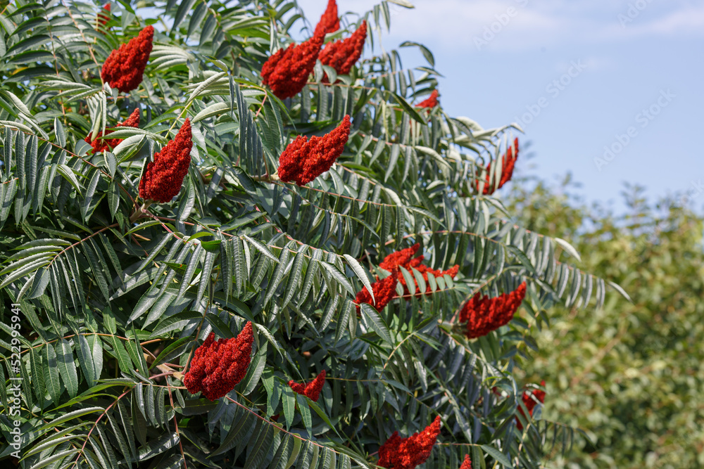 Deerhorned sumac, or Fluffy sumac, Acetic tree, shorthaired sumac