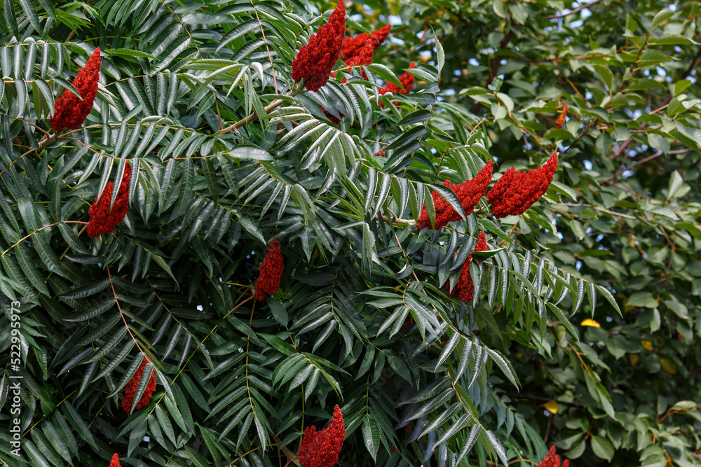 Deerhorned sumac, or Fluffy sumac, Acetic tree, shorthaired sumac