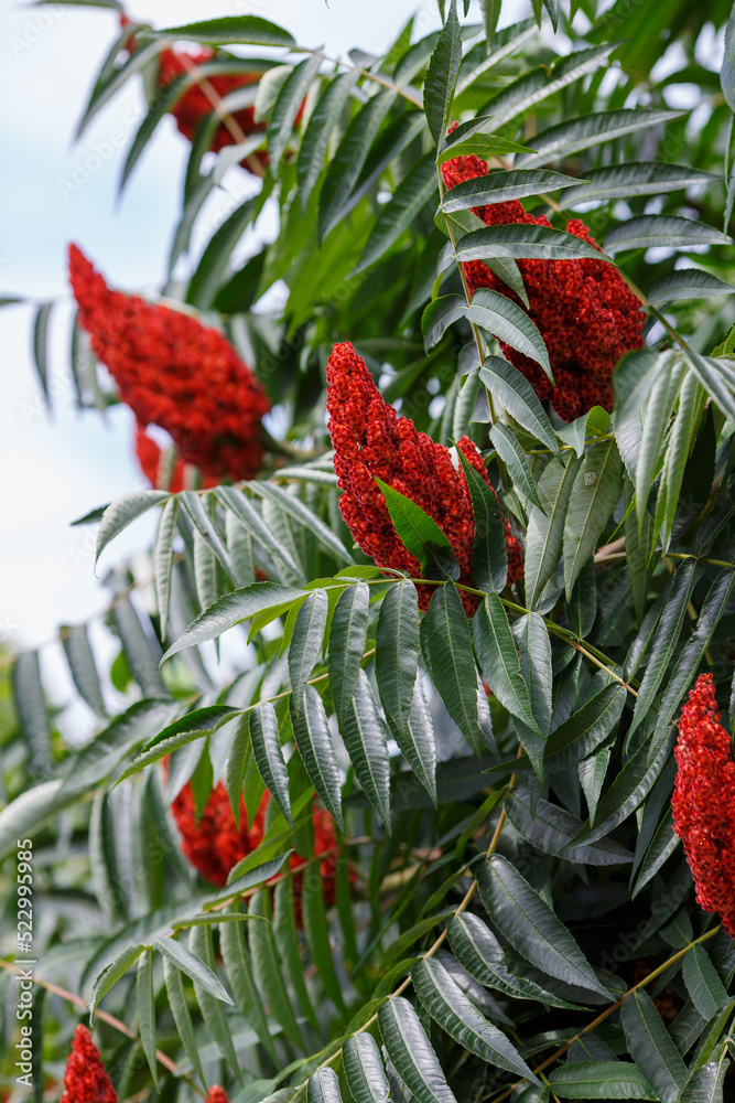Foto de Deerhorned sumac, or Fluffy sumac, Acetic tree, shorthaired