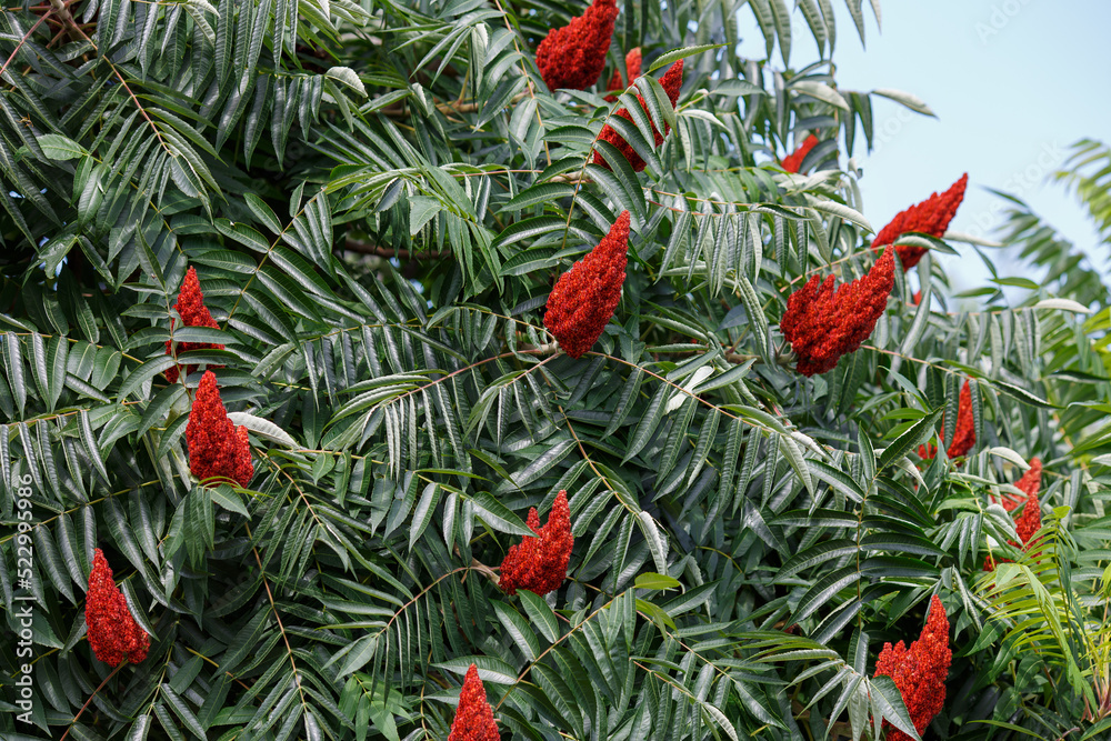 Deerhorned sumac, or Fluffy sumac, Acetic tree, shorthaired sumac