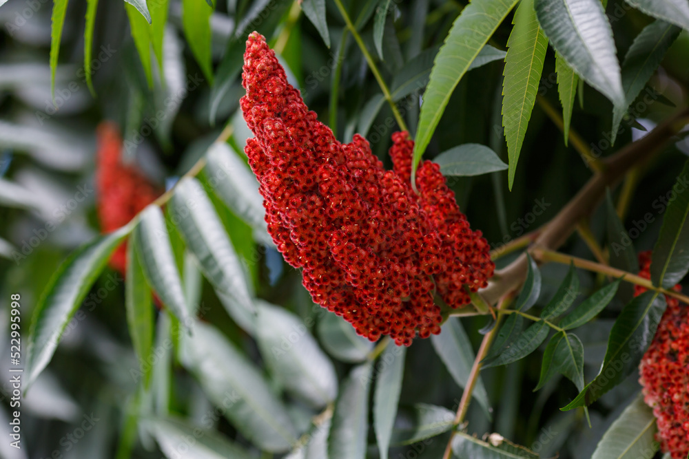 Deerhorned sumac, or Fluffy sumac, Acetic tree, shorthaired sumac