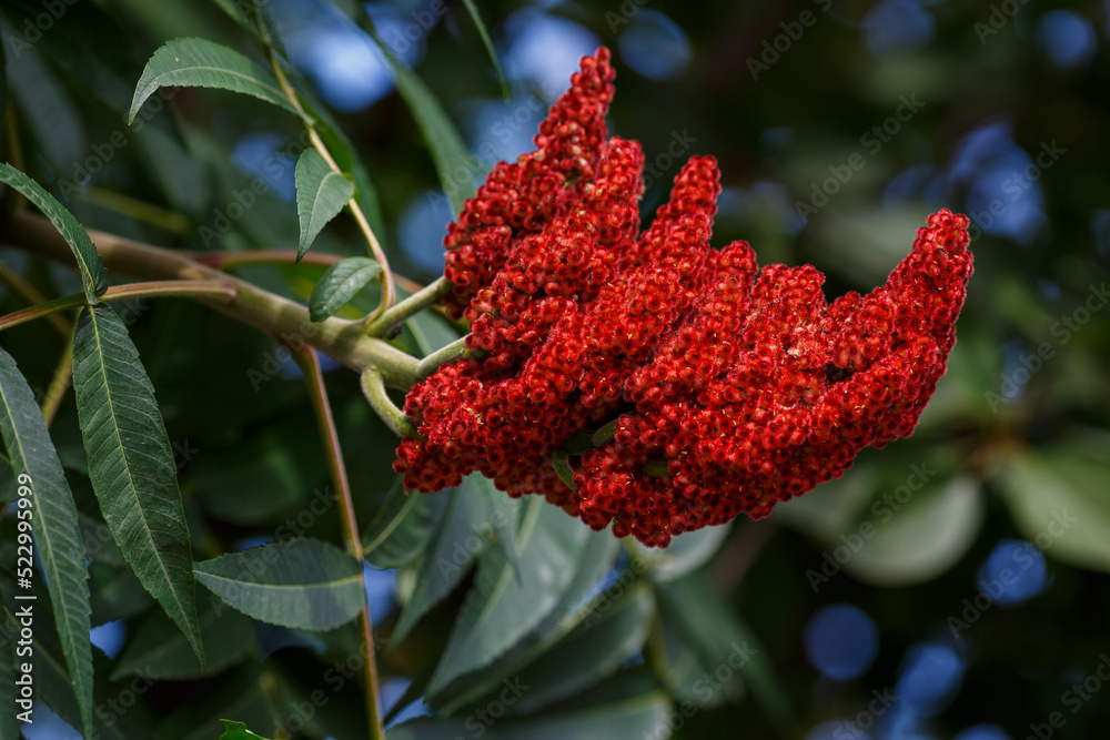 Deerhorned sumac, or Fluffy sumac, Acetic tree, shorthaired sumac