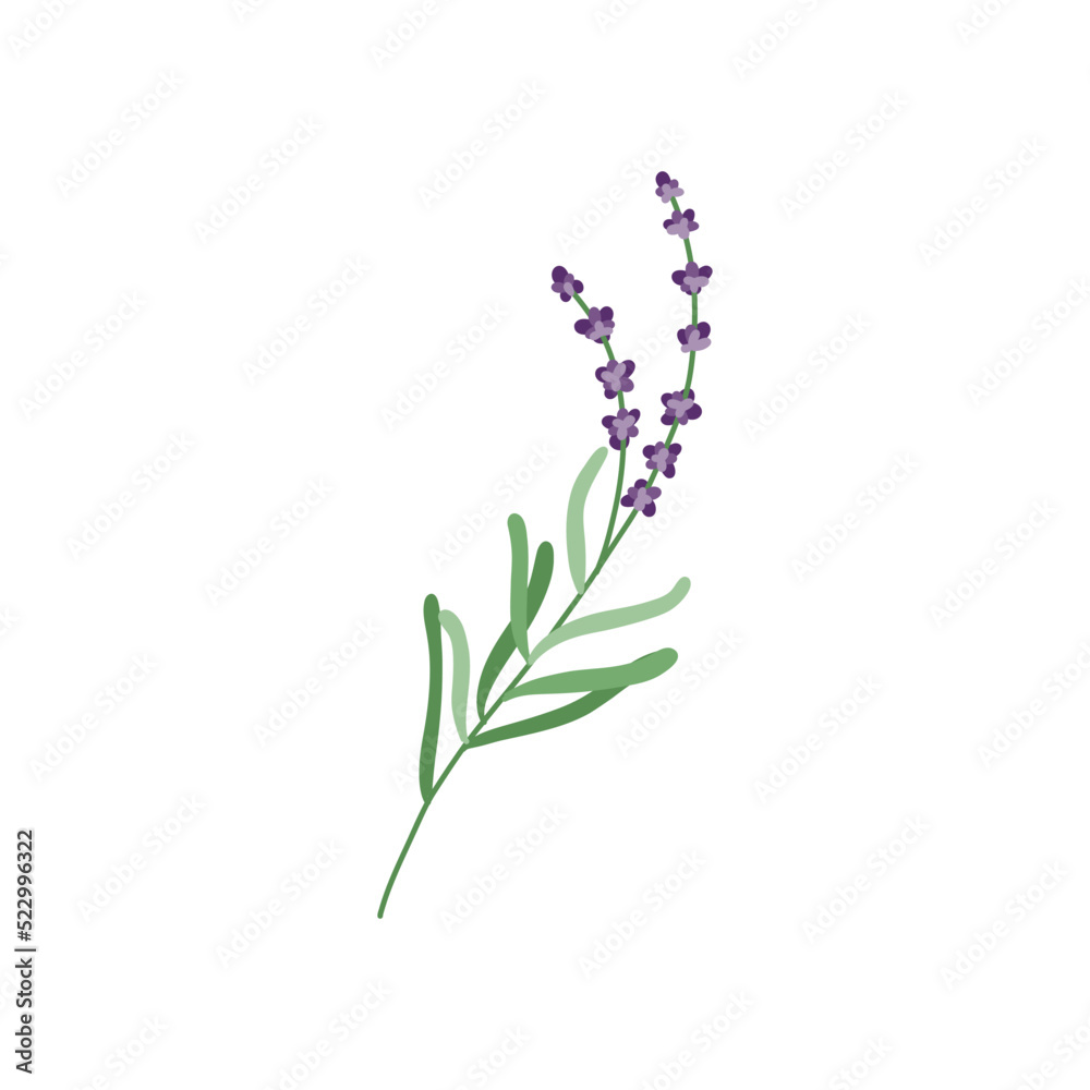 Obraz premium Lavender flower logo. Botanical hand drawn vintage floral collection